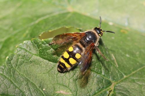 Colpa sexmaculata